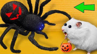 DIY New Halloween Hamster Maze 🎃 Hamster Escapes [upl. by Naellij595]