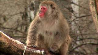 Japanese Macaques Snow MonkeysCincinnati Zoo [upl. by Jelena]