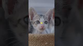 Adorable kittens saying quotMeow Meowquotcat viral viralvideo [upl. by Ahsiakal]