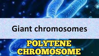 Polytene chromosome  Polytene chromosome in hindi  types of chromosomes  lampbrush chromosomes [upl. by Sihtam]