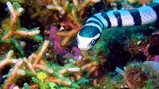 Weird MACRO Critter Muck Diving Highlights Video 2 Lembeh – 3rd Trip [upl. by Casmey]