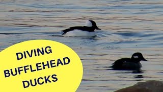 Diving Bufflehead Ducks 2018 [upl. by Landon]