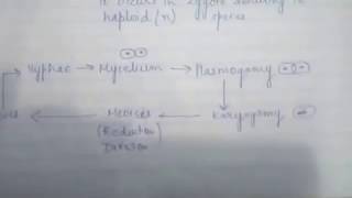 CHAP 203 KINGDOM FUNGI CLASS11 BIOLOGY [upl. by Elleved]