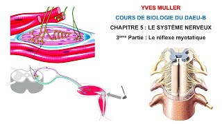 Chapitre 5  3ème Partie  Le réflexe myotatique  Cours de Biologie du DAEUB [upl. by Heringer]