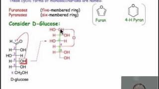 Monosaccharide Chemistry and Cyclic Sugars [upl. by Nnylodnewg]