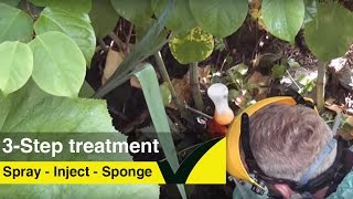 3Step Herbicide Japanese Knotweed Treatment [upl. by Adriano]