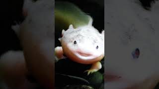 Axolotl Can Regenerate Their Parts facts shorts funny [upl. by Yttap572]