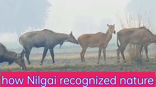 Nilgai natural indication nilgainaturecombination [upl. by Aihsoek231]