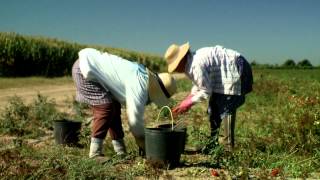 How does Heinz harvest its tomatoes  Heinz Tomato Ketchup [upl. by Dixon492]