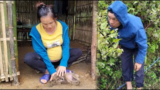 Picking Amomum fruit to sell get money to buy rice  Mụi muội  my life [upl. by Enilarac]