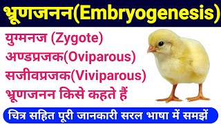 oviparous and viviparous in hindi  embryogenesis class 12  अण्डप्रजक और सजीवप्रजक जंतु  Biology [upl. by Chucho]