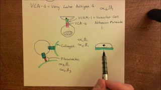 Integrins Part 3 [upl. by Rollecnahc792]