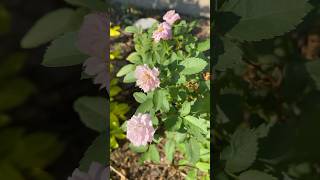 Pretty Polly Pink Rose  East Facing zone9a prettypolly birdsounds pinkroses flowerbed asmr [upl. by Nelyahs]