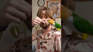 Showing Parrots a Gecko 🦎 [upl. by Yroffej]