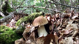 Funghi Porcini settembre 2024🫵🍄‍🟫prove d’autunno [upl. by Annalee]