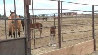 Mustang Mare Tries to Steal Foal [upl. by Alboran896]