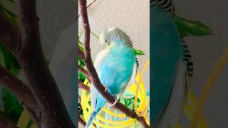 Happy rainbow budgie Jewel busy in preening ❤️ 🥰 birds budiges birdsinging budgielove [upl. by Arakaj736]