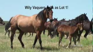 Jamison Quarter Horses 2012 Production Sale [upl. by Mumford]