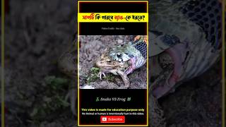 Emotional Story of Frog 🐸 amp Snake 🐍 Anaconda Fighting Video TBMShortStory shorts youtubeshorts [upl. by Rahman]