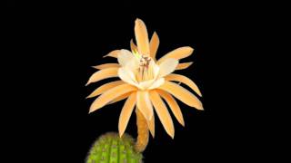 Hildewintera Hybrid  Hildewintera x Echinopsis  Timelapse [upl. by Eenerb]