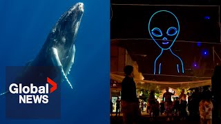 AI helps scientists speak with whales and aliens [upl. by Muscolo39]