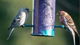 redpoll sp amp Lesser Redpoll 19 Feb 2013 [upl. by Linc]