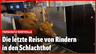 Tiertransport in der Schweiz So sieht es bei einer Kontrolle aus [upl. by Hardy242]