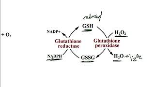 USMLE ACE Video 41 Chronic Granulomatous Disease CGD  NADPH Oxidase Pathway [upl. by Aleacem]