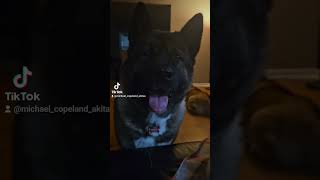 Smart Akita communicates with me by answering my questions [upl. by Ileyan37]