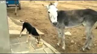 Burro patea a perro por no compartirle comida [upl. by Arlan473]