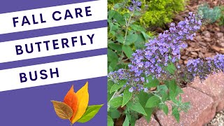 Butterfly Bush Fall Care Buddleia [upl. by Inavoj]