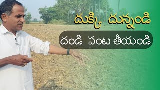 దుక్కి దున్నండి దండి పంట తీయండి Paddy silicon uses in high yield crop  by Karshaka Nestham [upl. by Liana]