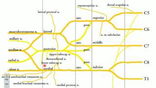 KLE Brachial Plexus [upl. by Noraj]