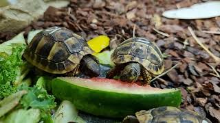 Hermanns Tortoise care [upl. by Eisinger678]