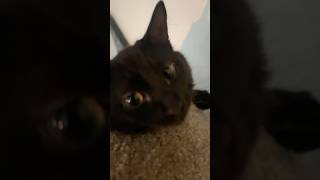 Oopsie kitty 🐈‍⬛ funny cat cute cutekitten superkitty kittens dance fyp viral cats [upl. by Jory523]