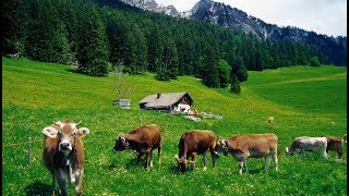 HEIDIDORF  Paisajes de la tierra de Heidi en Maienfeld  Suiza [upl. by Ataymik]