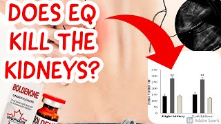 Does EQBoldenone destroy the Kidney  Response to Reddit rsteroids [upl. by Moule488]