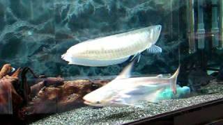 PLATINUM SILVER AROWANA [upl. by Ezana888]