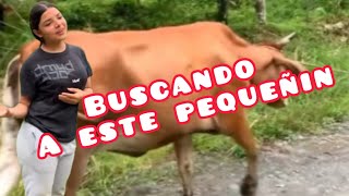 Me acompañas a buscar una vaca que se escapó a casa de nuestro vecino [upl. by Kamaria857]