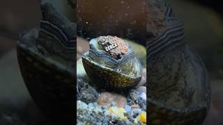 Caracol Neritina ¿En Problemas 🐚😮 pezbetta fishtank fishaquarium pez guppyaquarium aquarium [upl. by Yenial]