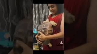 Sulcata Tortoise 2 years old [upl. by Niarfe]