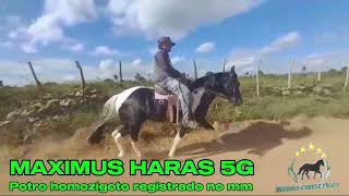 MÁXIMUS HARAS 5G VENDIDO mangalargamachadormangalargadobrasilmangalargadeeliteviralvideo [upl. by Golda267]