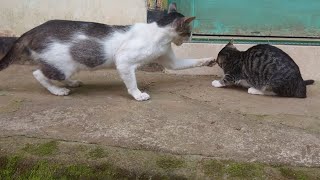 Mother Cat Attack her Kitten for Eating her Food [upl. by Naujak]