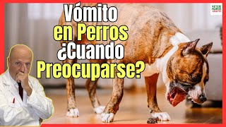 🔴 VÓMITOS EN PERROS ¿CUANDO PREOCUPARSE 🔴 [upl. by Htabazile]