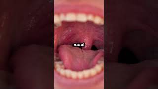 What Is the Uvula Discover Its Surprising Role Uvula HealthFacts BodyMysteries SleepApnea [upl. by Eniamrahs]