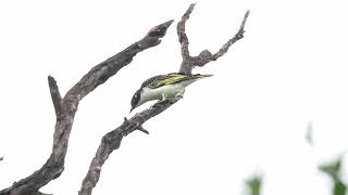 Painted Honeyeater at JondaryanSabine Rd Feb 2024 [upl. by Crispin215]