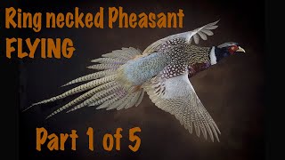 Pheasant Taxidermy 1 of 5 Neck carving Facial clay work Installing the head [upl. by Perlman]