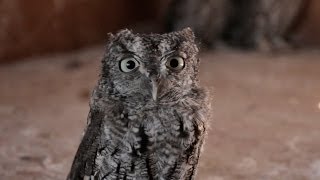 Baby Screech Owl Animal RampR [upl. by Leirea]