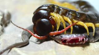 Giant Centipede Eats Snake HD [upl. by Errecart484]