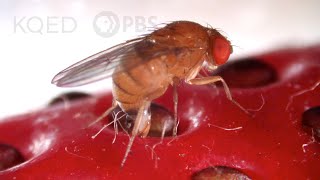 This Freaky Fruit Fly Lays Eggs in Your Strawberries  Deep Look [upl. by Gregrory908]